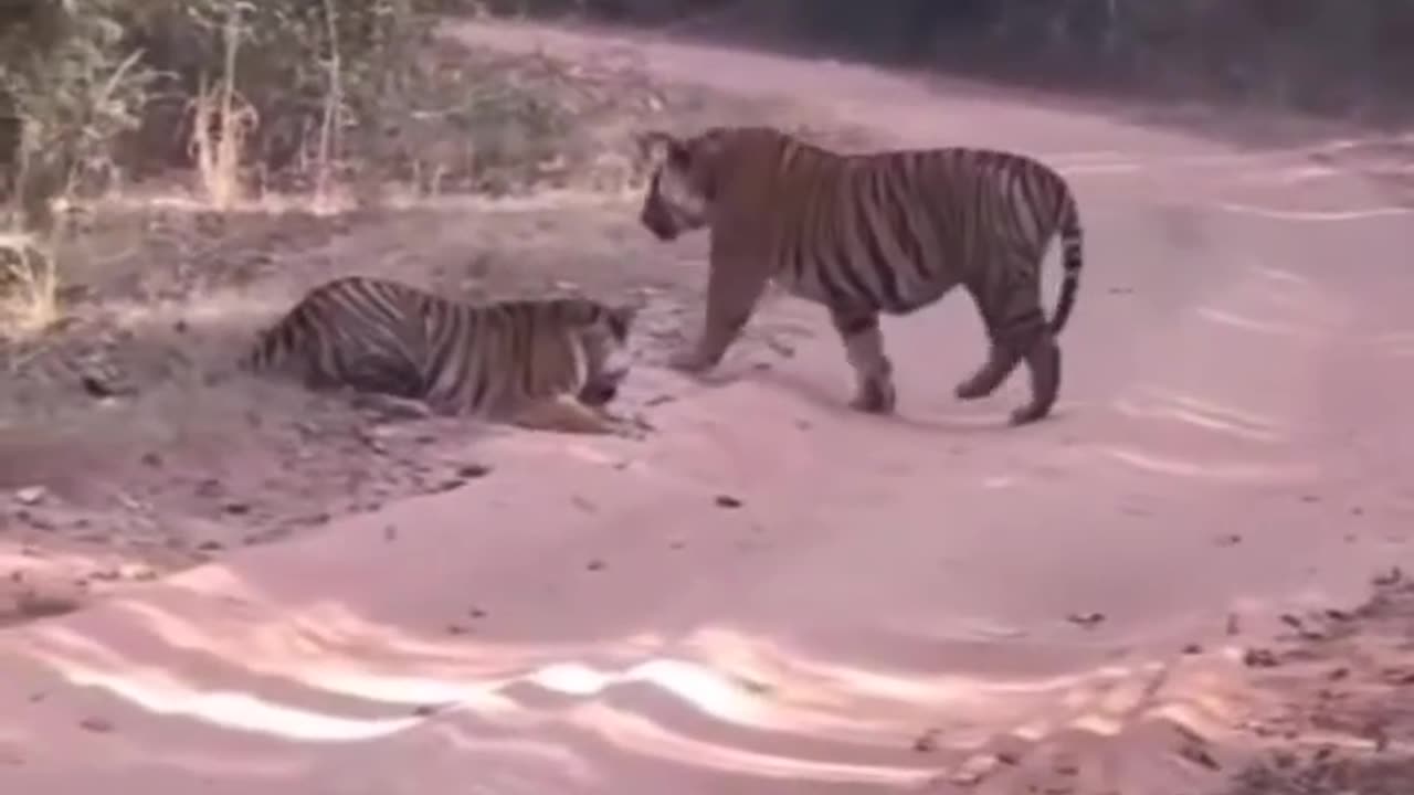 Tiger fight