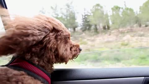 cute little dog feeling the wind