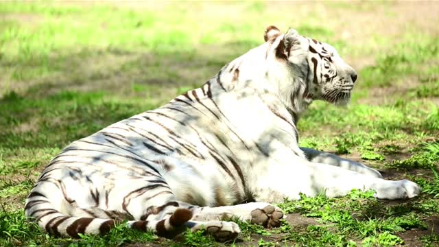 White Tiger Cubs Playing In The Grass #shamopakistani