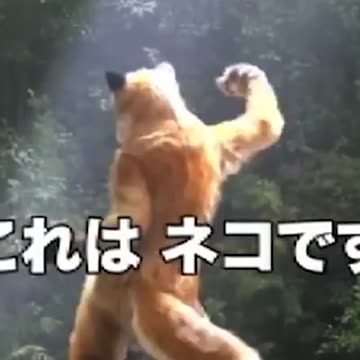 Maybe it's not a great time to go camping 😂😂😂 #funny #memes #shorts