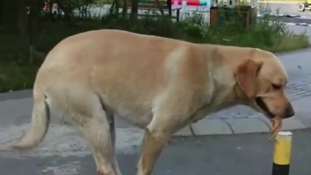 The dog balances super well on a pole