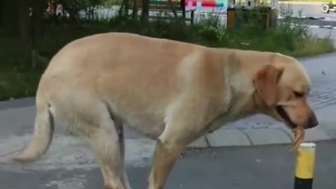 The dog balances super well on a pole
