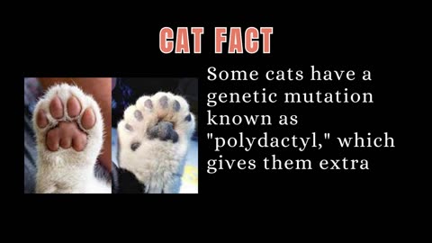 Cat Fact