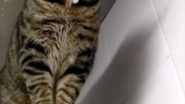 Cute Cats and Funny Animals Compilation 😹 Try Not To Laugh Challenge - Cute Cat 094