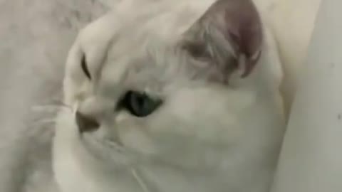 Cats cute funny