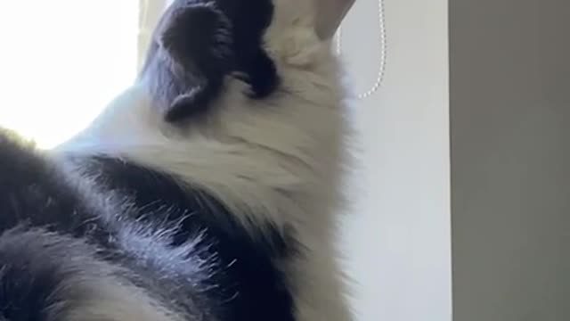 Pup Sings from Windowsill