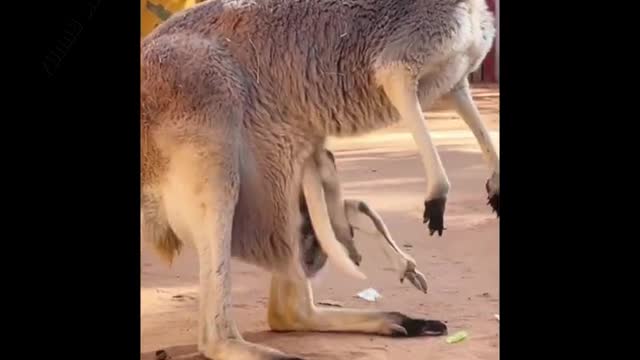 Videos of Funny Animals That Will Laugh You Out