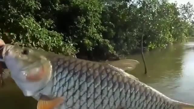 This is a beautiful and charming water-dwelling species