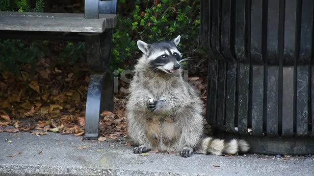 Raccoon cute