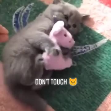 Dont touch cat animals cute funny