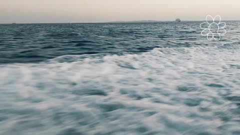 ISLAND 🏝 ISLAND 🏝 👌 😎
