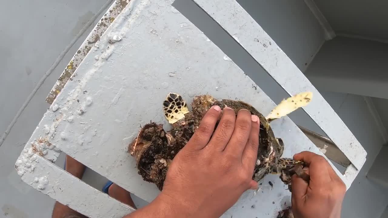 Rescue Sea Turtle Removing Barnacles From a Poor Sea Turtle | animals, Nature, turtles, ocean, ASMR