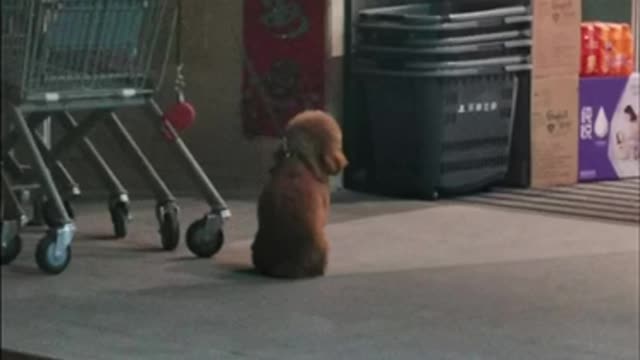 Will you enter the supermarket that doesn't bring pets?