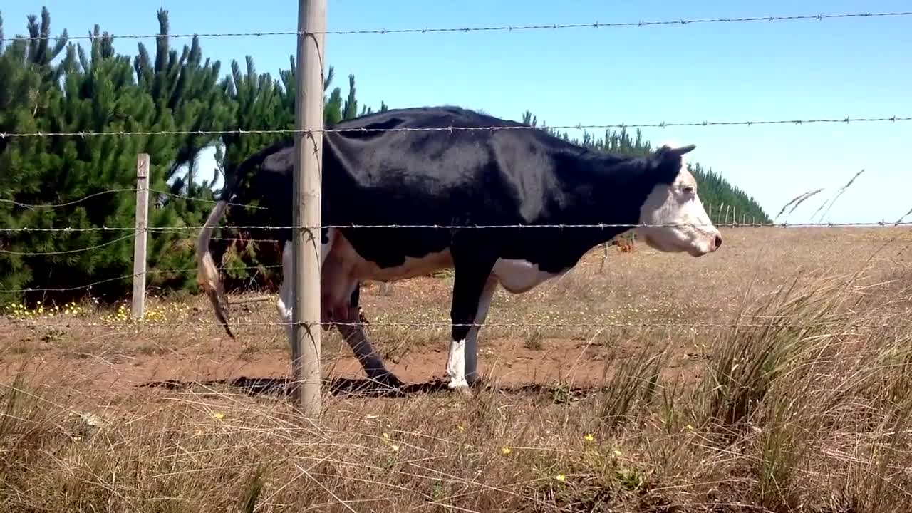 Cow Countryside Forest Summer Country Pasture