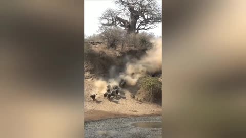 Lions Catch Buffalo During Stampede