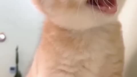 Funny cat