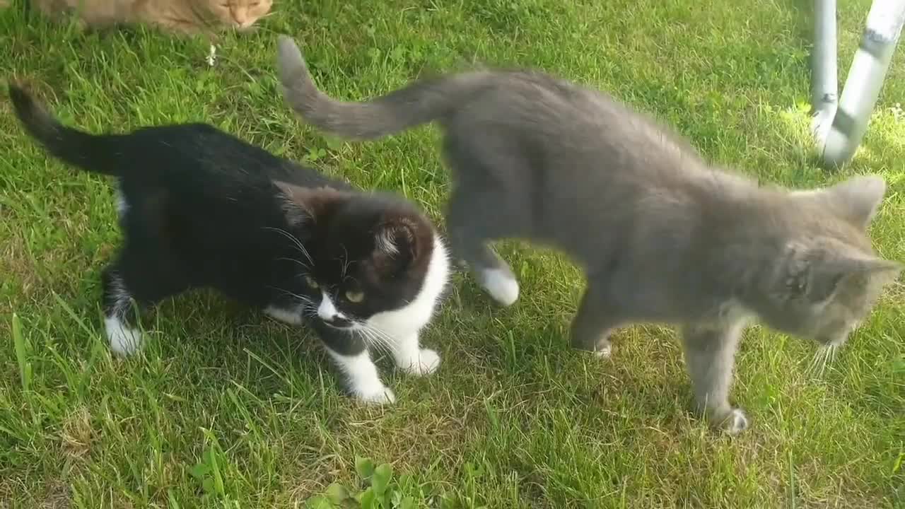 Relaxing Cats with Friends are chilling