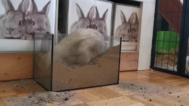 Funny Rabbit trying to dig a hole inside the glass box.