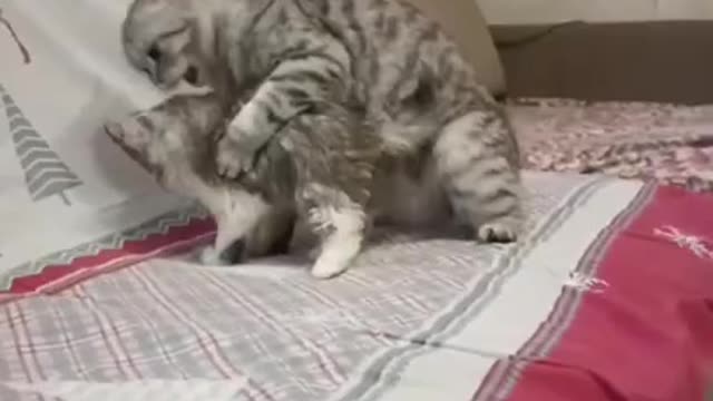 4.cute cat shorts❤,🥰#shorts #cat #cutecat