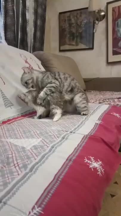 4.cute cat shorts❤,🥰#shorts #cat #cutecat