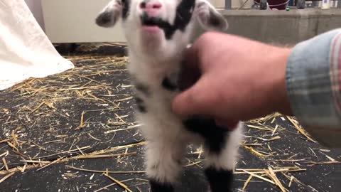 Baby Goat funny