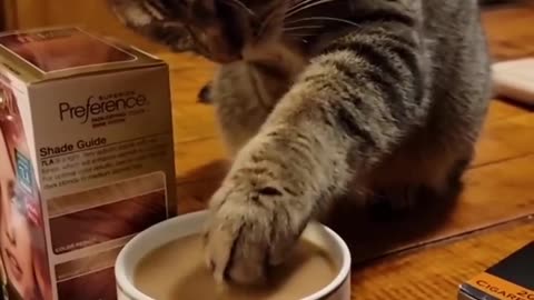 Funny Animals Shorts 201 cat coffee Cats Dogs Pets laugh viral video.