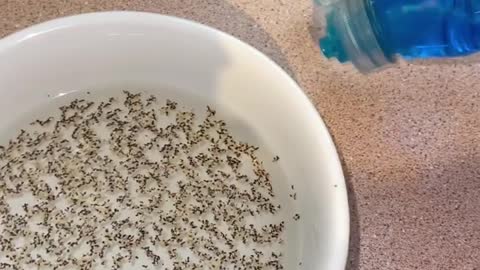 Reason to always wash your hands