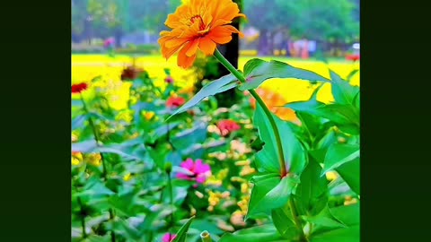 Cute village flower