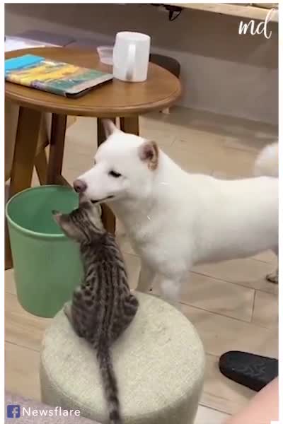 Having a bad day? This hilarious kitten will lift you right up!