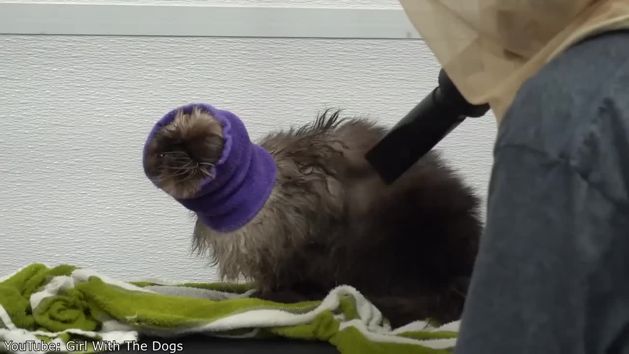 A Really Stretchy Head