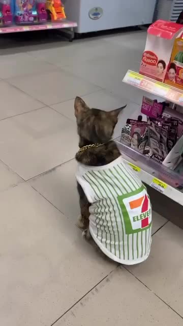 This cat works as security guard at 7-11😂