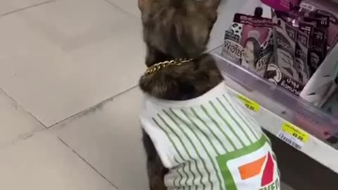 This cat works as security guard at 7-11😂