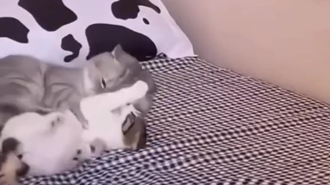 Funny cat videos 🦊🤣