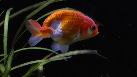 Our ranchu