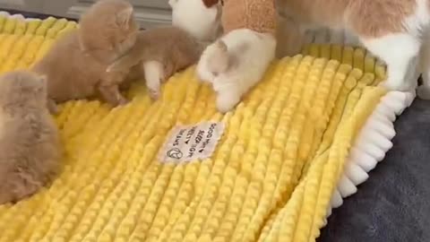 Toddling kitten