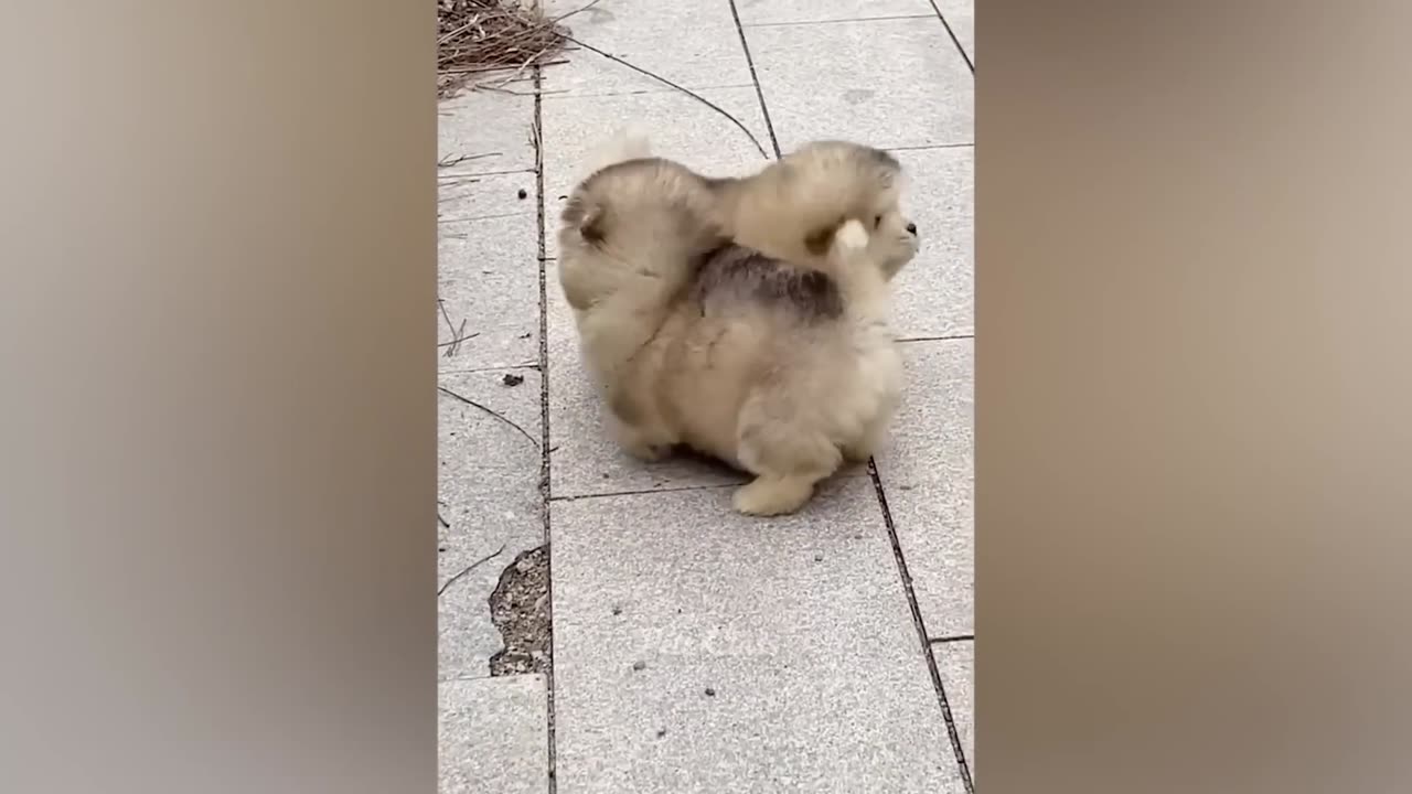 Funny ANIMALS video (9)