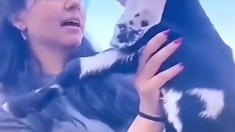 Funny Dog And Cat Funniest Animals