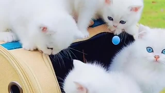 such beautiful cats|Baby Cats