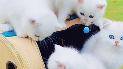 such beautiful cats|Baby Cats