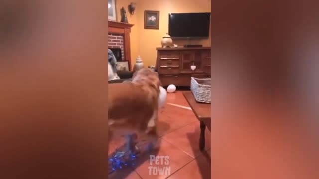 strange behavior of dog