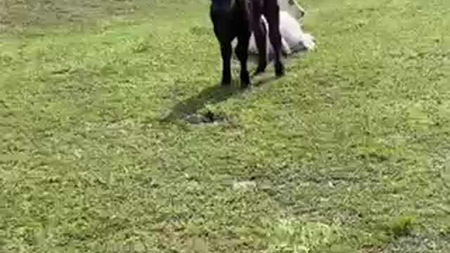Checking on the cattle