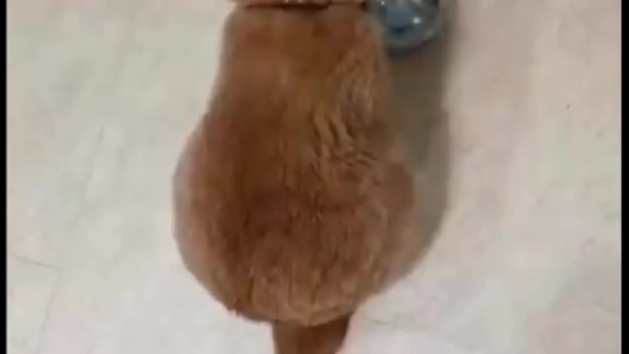 Cat asking for meal give it in this