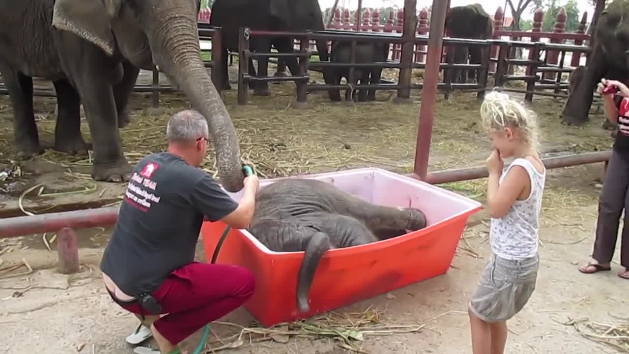 Baby Elephant Bathing _Double trouble_