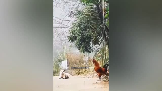 Funny Animal Videos 2022 I can do it too