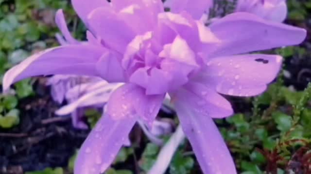 ~BOUQUET & PORTRAIT~musical and VISUAL RELAXATION~