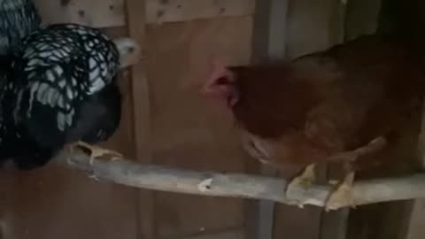 chicken buddy