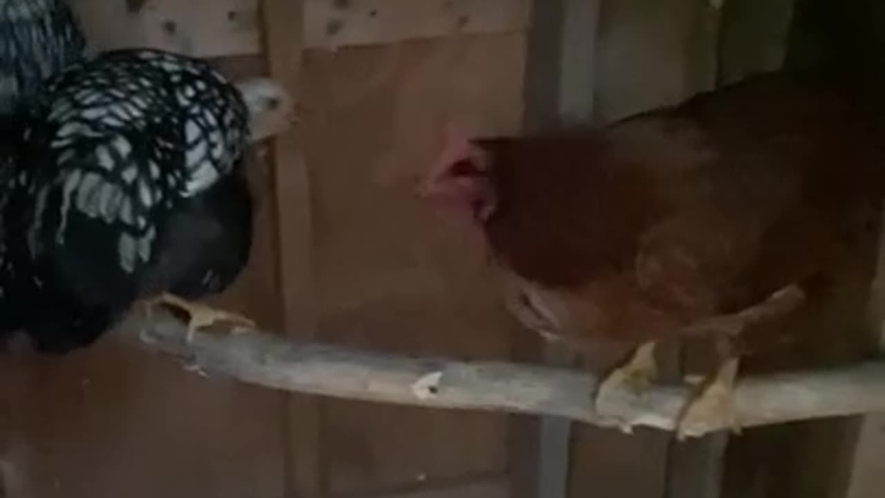 chicken buddy