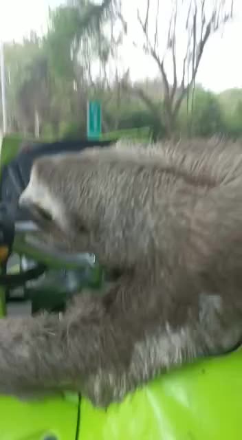 Un oso perezozo encontrado en la vía principal de Arjona