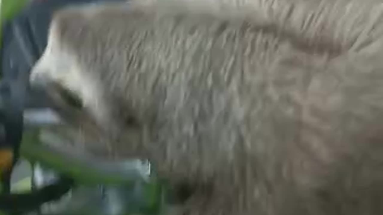 Un oso perezozo encontrado en la vía principal de Arjona