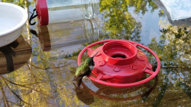 Hummingbird on the patio table